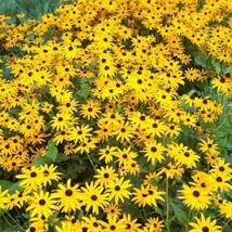 ADW Black Eyed Susan Seeds 1 Gram 3500 Fresh Harvest Fast Growing - $13.09