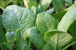 Mustard Greens Seed, Tendergreen, Heirloom, Organic, Non Gmo, 25+ Seeds, Green - $2.50