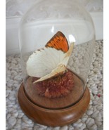 Great Orange Tipped Male Butterfly (#0480) - $50.69 CAD