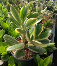 Crassula Ovata Variegata Succulent Live Plant Rare Garden Plant Easy Grow EBLY - £22.13 GBP