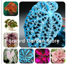 24 Colors 100 Seeds Begonia Flower Bonsai Coleus Lantern Begonia Color Mixed Bea - $9.90