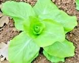 600 Seeds Sugar Loaf Endive Chicory Seeds Organic Spring Fall Garden Con... - $8.99