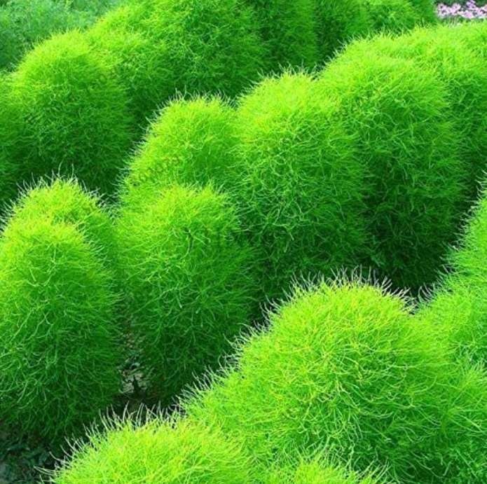 100 Seeds Broomsedge Flores Lawn Plantas Bonsai Lawn Plante Flowerpot Plant Deco