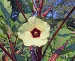 Red Burgundy Okra Seeds 25 Ct Vegetable Garden Non-Gmo Seller - $8.99