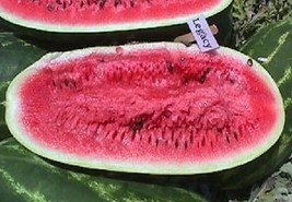 HeirloomSupplySuccess 25 Heirloom Legacy Watermelon seeds  - £3.12 GBP
