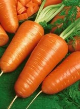 LWSTORE 1 4 Oz Carrot Seeds Chantenay Red Cored Bulk Carrot Seeds 3850 USPS Ship - £9.32 GBP