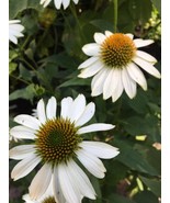 FMG Sale 4 U ~ White Coneflower 2 Seeds25 Seeds Total Over 50 Seeds Fast... - €13,03 EUR