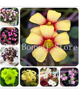 100 Seeds Exotic Rainbow Oxalis Wood Sorrel Flower Bonsai Plants Oxalis ... - $10.87