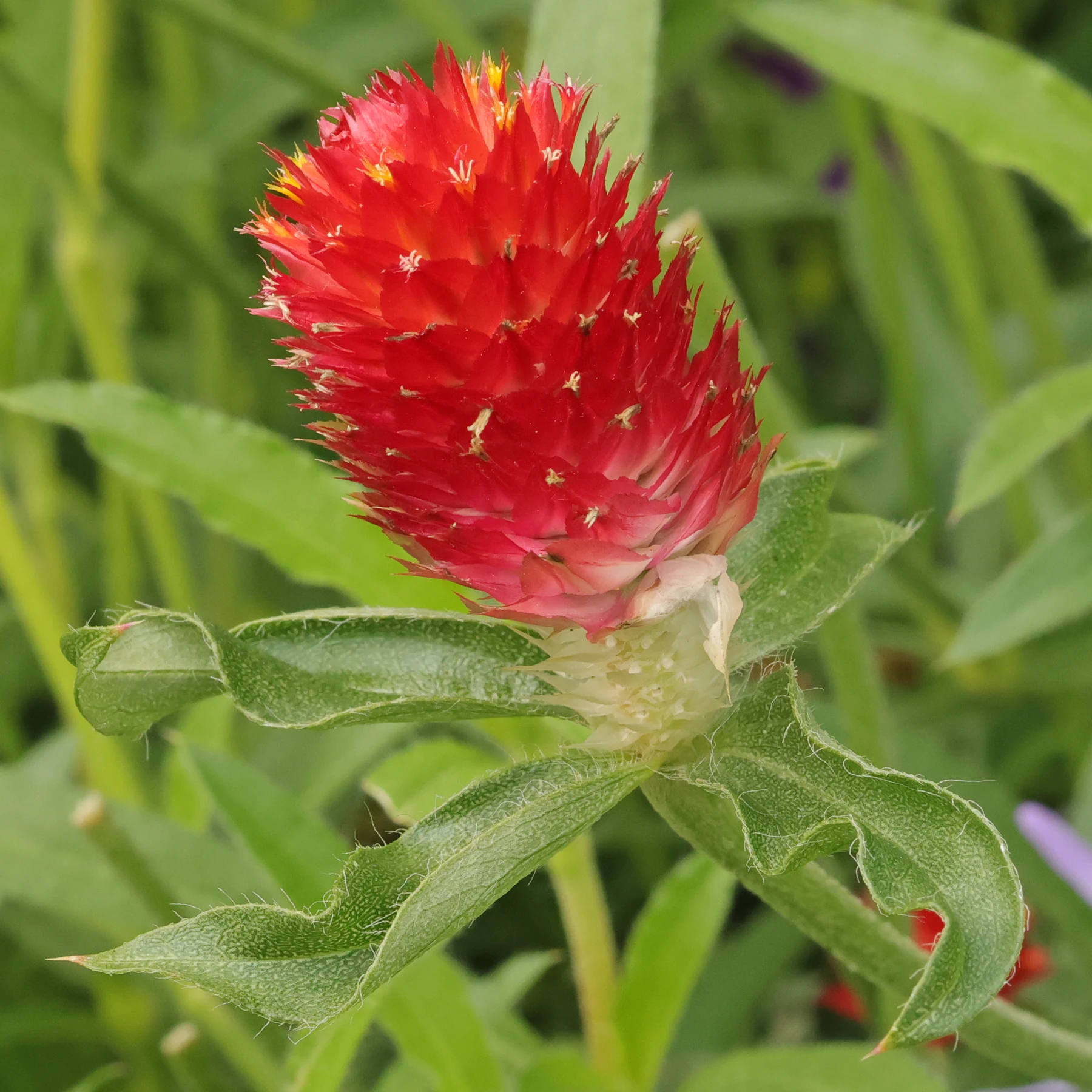 Gomphrena Strawberry Fields Globe Amaranth 20+ Seeds Drought-Tolerant Re... - $11.29