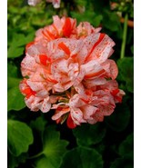 10 Orange White Geranium Seeds Perennial Flower Seed Flowers Bloom - $16.43 CAD