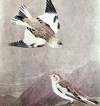Snow Bunting 1950 Lithograph Art Print Audubon Bird First Edition DWU14F - $13.50