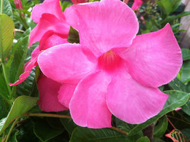 Mandevilla 120 Seeds Potted Balcony Planting Flowers Flower Garden - $6.22