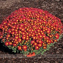 Edana Red Chrysanthemum Plant Flower 50 Seeds Bonsai African Daisy - £7.69 GBP