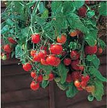 PM Tumbling Tom Tomato (Red) Seeds (20+ Seeds) | Non GMO | Vegetable Fruit Herb  - $4.75