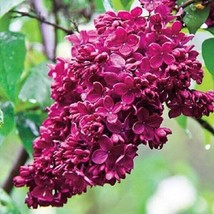 25 Red French Lilac Seeds Tree Flowers Seed Bloom Perennial Flower 356  - £10.45 GBP
