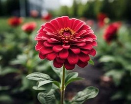 THJAR Red Zinnia Flower Seeds - Grow Beautiful Flowers Indoors, Outdoors... - $57.14 MXN