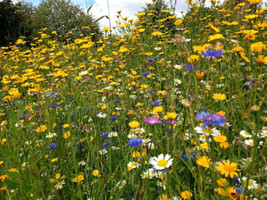 Simple Pack 50 Varieties seed  Wild Meadow de Lux Mix - £6.33 GBP