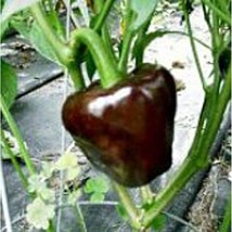 PM Chilhuacle Negro Hot Peppers Seeds (25+ Seeds)(More Heirloom, Organic, Non GM - $4.75