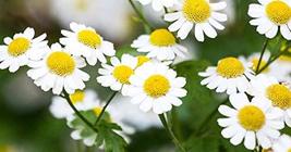 50+ Chamomile Seeds, Country Creek LLC, Healthy and Tasty Herb - $1.99