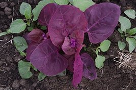 Triple Purple Orach,Passion Spinach,Mountain Spinach,French Spinach, 300 Seeds ! - $6.84