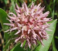 Shipped From Us 180 Showy Milkweed Seeds, ZG09 - £16.91 GBP
