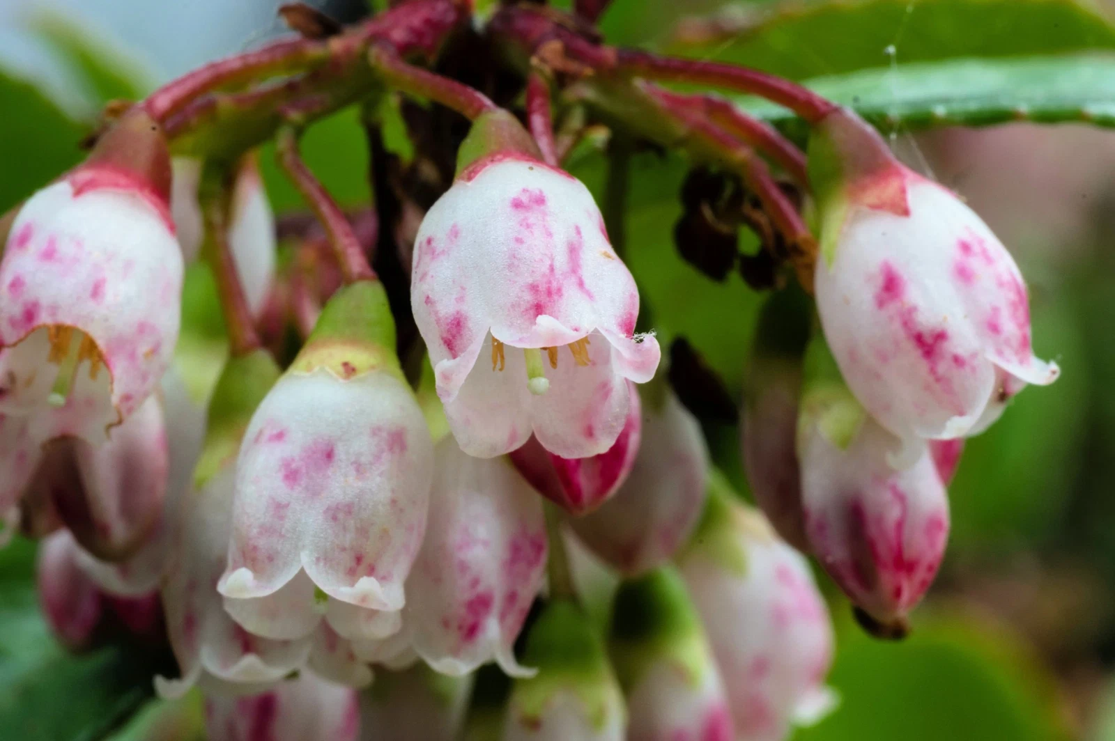 50 California EVERGREEN HUCKLEBERRY Vaccinium Ovatum Fruit Berry Shrub S... - $14.56