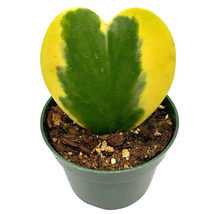 Hoya Variegated Kerrii Heart, In a 4 Inch Pot, Sweet Heart Plant - £14.78 GBP