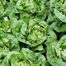 Lettuce Butterhead Butter Crunch Seeds - 500 Count Seed Pack - Known for Their &#39; - £10.78 GBP
