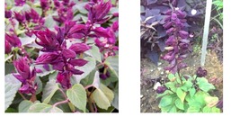 Salvia Seeds Vista Purple Flower Seeds Garden Starts Nursery 50 Seeds - £16.58 GBP