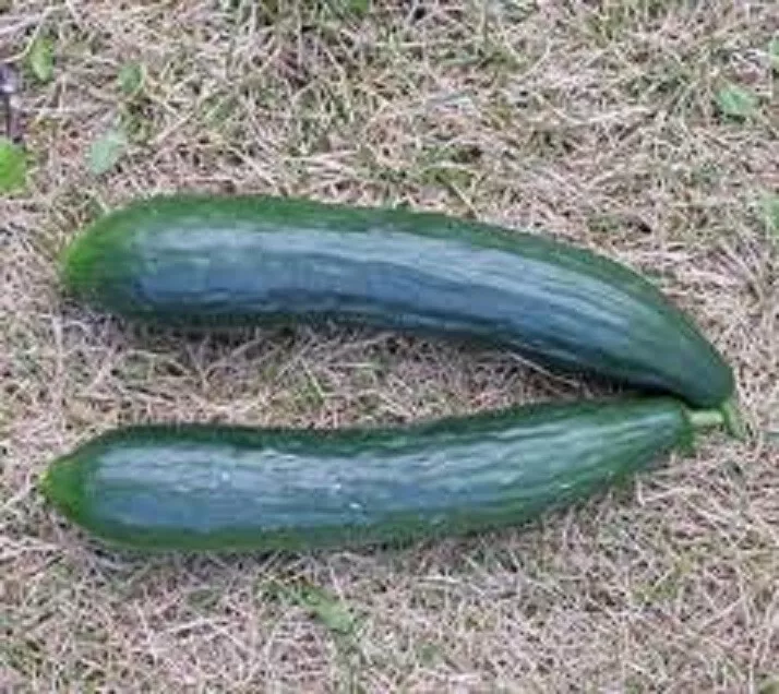 25 Seeds Tanja Cucumber Fast US Shipping - $9.50