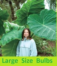 3 Live Root Bulbs Giant Elephant Ear Bulbs Colocasia-LG Organic Self Rep... - £23.45 GBP