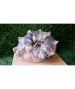 8 inch Ammonite Mammites Nodosoides Ammonite Moroccan fossils Ammonite N174 - $3,060.68 MXN