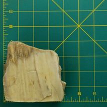 Petrified Wood South Dakota 1 lb 1.6 oz 3.5” x 4" x ~1" Wooden Rock Stone Fossil image 6