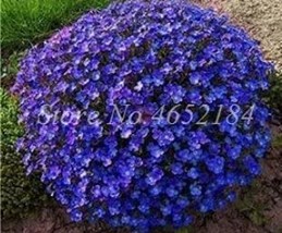 200Pcs Creeping Thyme Seeds Rock Cress Plant Purple Flowers Fresh Seeds - £5.04 GBP