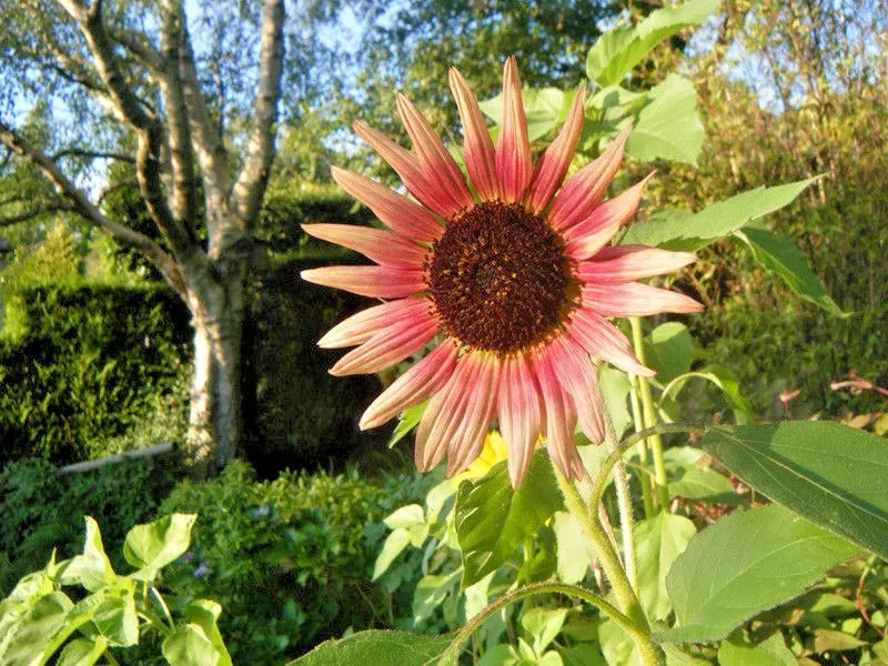 50 Indian Blanket Sunflower Seeds - $12.75