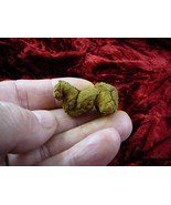 (PP280-60) Genuine Fossil TURTLE POOP Coprolite Madagascar DUNG - WEIRD ... - $16.39 CAD