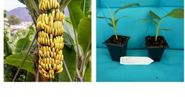 Dwarf Cavendish Banana Tree Live Musa Banana &quot;Starter&quot; Plant - £32.14 GBP