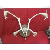 Huge Caribou Antler Skull Mount Taxidermy Horn Deer Rack Man Cave Cabin Decor - £158.23 GBP