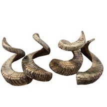 Ram Horn - 1 Natural Merino Horn (Size around curls around  23&quot; curve) - €83,89 EUR