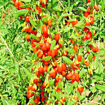 500+ Goji Berry Seeds Spring Perennial NonGMO Chinese Wolfberry Hardy Fruit - $11.00