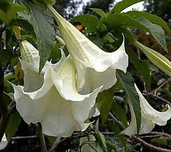15 Pcs White Angels Trumpet Tree Seeds #MNHG - £14.57 GBP