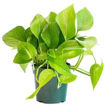 VP Jade Pothos - Live Plant In A 6 Inch Pot - Epipremnum Aureum &#39;Jade&#39; - £43.91 GBP