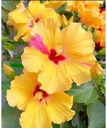 20 SEEDS YELLOW HIBISCUS FLOWER 92% GERMINATION RATE RAPIDLY SPROUTING HEIRLOOM  - $8.35
