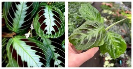 maranta massangeana Starter Plant Houseplant - $39.99