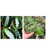 maranta massangeana Starter Plant Houseplant - $39.99