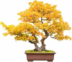 30 Trident Maple Bonsai Tree Seeds To Grow Acer Buergerianum Usa Seller - £15.97 GBP