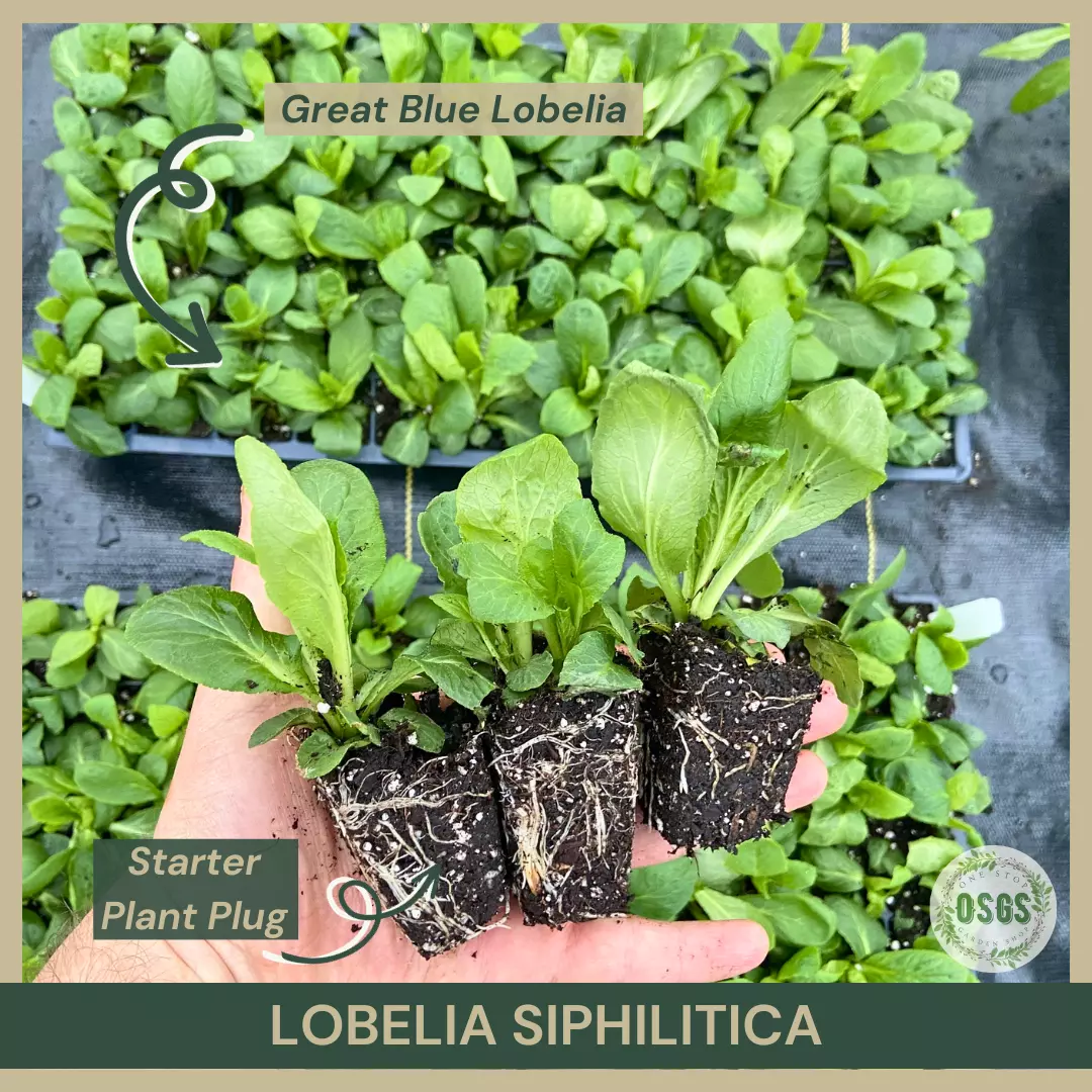 Lobelia siphilitica | Great Blue Lobelia | Starter Plant Plug | Live Plants - $19.25