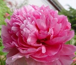 &#39;Ping Shi Yan&#39; Large Red Tree Peony Flower Seeds, Professional Pack, Light Fragr - £8.72 GBP