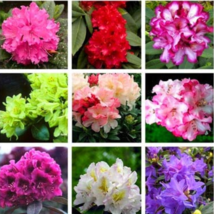 Beautiful 100% True Rhododendron Flower Flores Potted 24 Varieties 100pc... - $6.95