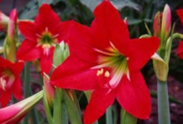 Hippeastrum Bulbs Seeds Bonsai Amaryllis Barbados Lily DIY Home Garden L... - £5.52 GBP
